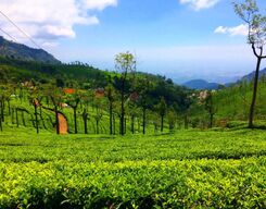 Nilgiris (Ooty) A Road Trip from Bangalore