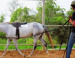 Horse Whispering Experience in Gurgaon