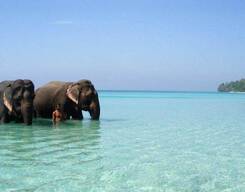 Havelock Island Trip