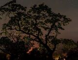 Bhandadhara Fireflies Camping