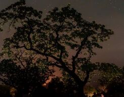 Bhandadhara Fireflies Camping
