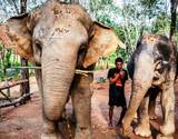 Elephant Sanctuary Half Day Tour in Phuket