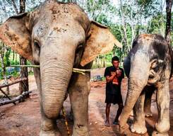 Elephant Sanctuary Half Day Tour in Phuket