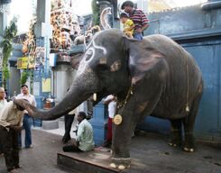 Spiritual Walking Day Tour of Pondicherry City