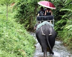 Krabi Jungle Tour with Elephant Ride