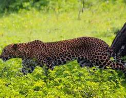 Jaipur - Sariska Cycling Tour