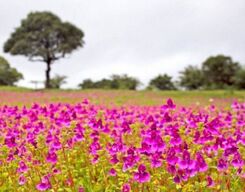 Kaas Plateau A Trip to Maharashtra's Valley of Flowers
