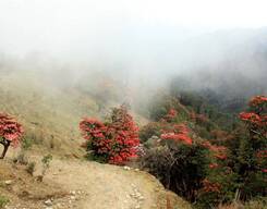 Bailey Trail Trek, Arunachal Pradesh