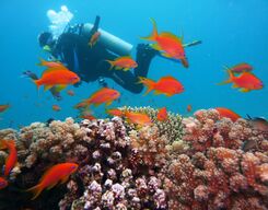 Scuba Diving and Water Sports at Vasco da Gama
