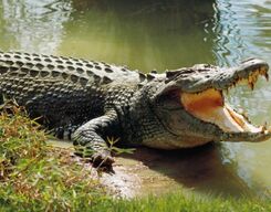 Bhitarkanika Wildlife Sanctuary Sightseeing Tour from Bhubaneswar
