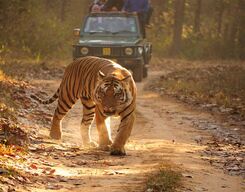 Similipal National Park Day Tour from Bhubaneshwar