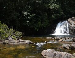 Sinharaja Rainforest 7-Hour Guided Tour