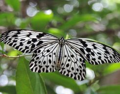 Short Tours in Sinharaja Rainforest Srilanka