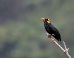 Bird Watching Tour in Sinharaja Rainforest Srilanka
