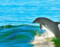 Goa Dolphin Spotting
