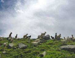 Pin Parvati Pass Trek