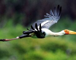 Pulikat Lake Private Day Tour from Chennai City