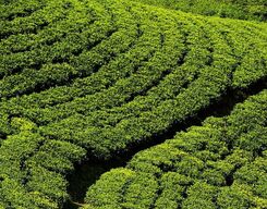 Shivanasamudra, Talakadu & Somanathapura Day Tour from Mysore City
