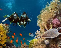 Grande Island Goa Scuba Diving Combo Package with Water Sports