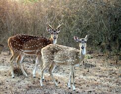 Bandipur and Nagarhole National Park 2 Day Tour from Bangalore City