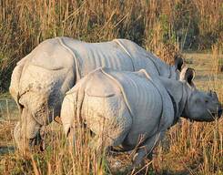 Assam Wildlife Kaziranga National Park