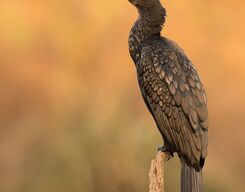 Bharatpur Bird Sanctuary Day Trip (Rajasthan) from Delhi