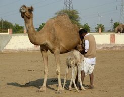 Karni Mata Rat Temple & National Camel Centre (Bikaner) from Jodhpur With drop at Bikaner