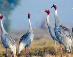 Chand Baori, Bharatpur Bird Sanctuary & Fatehpur Sikri Guided Tour from Jaipur