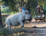 Kaziranga National Park Guided Full Day Sightseeing Private Tour from Guwahati
