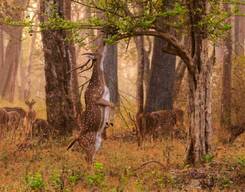 Kabini and Nagarahole National Park 2-Day Tour from Bangalore City