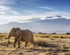 Amboseli National Park Safari Day Trip from Nairobi