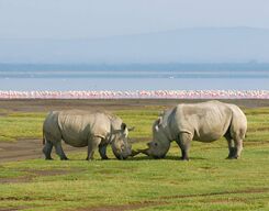 Lake Nakuru National Park Day Tour from Nairobi