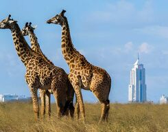 Nairobi National Park, Elephant Orphanage and Giraffe Center Day Tour