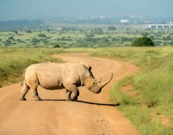 Nairobi National Park Half Day Safari