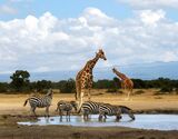 Ol Pejeta Conservancy Safari Half-Day Tour from Nanyuki