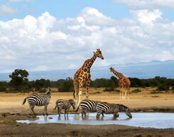 Ol Pejeta Conservancy Safari Half-Day Tour from Nanyuki