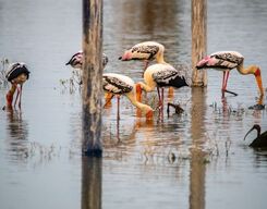 Bharatpur Bird Sanctuary and Fatehpur Sikri Sightseeing Tour from Delhi, Drop at Agra