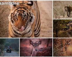 Golden Triangle 8 Day Tour Including Ranthambore Tiger Safari From Delhi