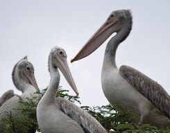 Kokkare Belluru Bird Sanctuary Day Trip from Bangalore City
