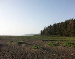 Velas-Harihareshwar 2 Day Tour from Mumbai (Velas Turtle Festival)
