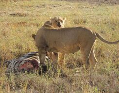 3 Days Jambo Mara 4x4 Wildlfe Safari