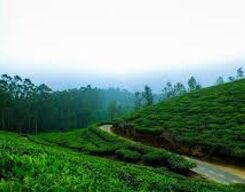 Coorg City Local Sightseeing Day Tour