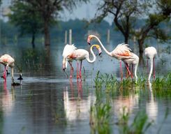 Bharatpur Bird Sanctuary Day Tour From Delhi