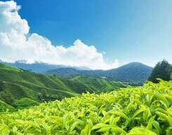 2N/3D Munnar Holiday