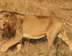 Gir National Park & Junagadh - Explore Beyond Lions