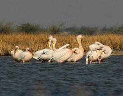 A Trip to Little Rann of Kutch