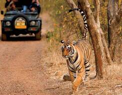 Ranthambhore Jeep Safari