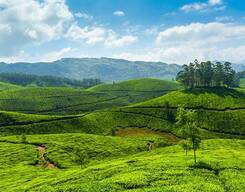 Munnar Honeymoon - 2 Nights/ 3 Days