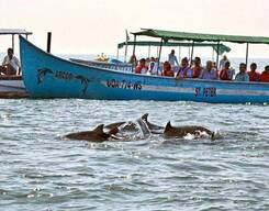 Dolphin Safari in North Goa