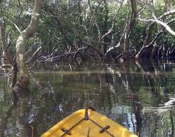 Kayak in Aguada Mangroves Goa